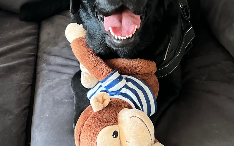 Cooper – brytyjski dżentelmen na czterech łapach
Z adopcji, ale z manierami jak z pałacu Buckingham. Imię dostał po kultowym Mini Cooperze – bo jest tak samo zwinny, stylowy i kochany. Uwielbia spacery po Wrocławiu, krótkie drzemki i długie spojrzenia w lustro. Gdyby mógł mówić, zamówiłby herbatę z mlekiem i poprosił o głaskanie po uszach. Urodzony model – i wie o tym.
