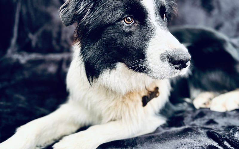 Poznaj naszego border collie – 9 miesięcy czystej energii i miłości!  Ten młodzieniec to prawdziwy wulkan energii – wszędzie go pełno, zawsze gotowy na zabawę, bieganie i nowe przygody. Aktywność to jego drugie imię! Uwielbia spacery, aportowanie i wszelkie psie sporty, ale po całym dniu szaleństw nie ma nic lepszego niż przytulanie się do człowieka – to jego ulubiony rytuał na dobranoc. Choć ma dopiero 9 miesięcy, już zdążył skraść serca wszystkich wokół. To pies pełen czułości, oddania i niekończącej się miłości. Czasem wygląda jak torpeda na czterech łapach, ale wystarczy jedno spojrzenie jego wiernych oczu, by poczuć, że jest najlepszym przyjacielem, jakiego można sobie wymarzyć.