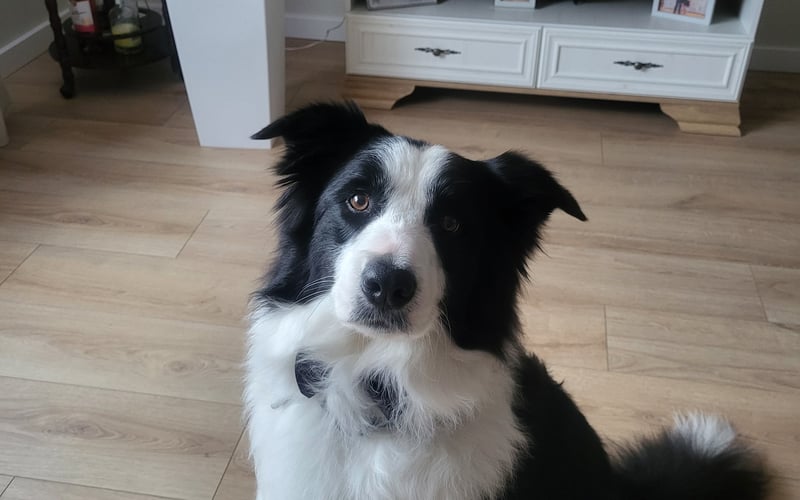 Dexter to wyjątkowy przyjaciel,mądry, pełen empatii i bezwarunkowej miłości psiak