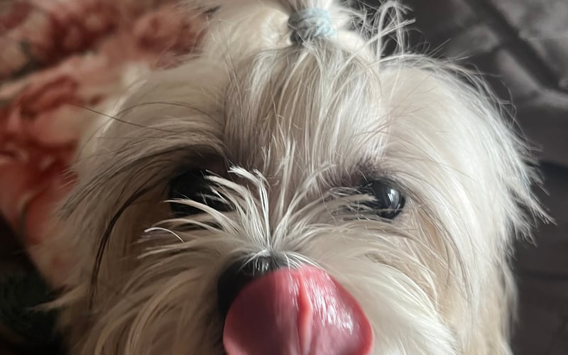 Dzień dobry!
Mam na imię Lusia i mam 6 lat :)
Jestem bardzo leniwa ale i kochaną suczką :)