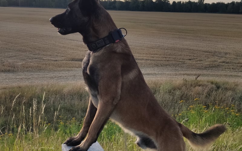 Owczarek belgijski Malinois Kumpel