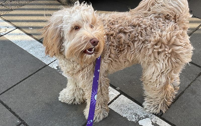 Amper - słodki Australian Labradoodle kochający Wrocław całym swoim małym serduszkiem!