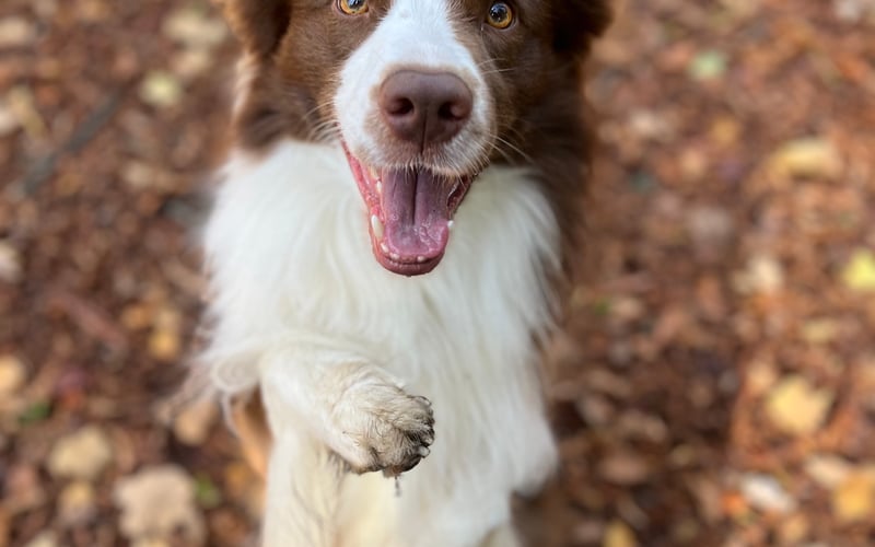 Poznajcie Szoguna – czteroletniego, brązowego border collie, który skradł nasze serca! Jest wiernym przyjacielem i zawsze gotowy na wspólne przygody. Choć z dystansem podchodzi do małych psów, dla ludzi jest chodzącą definicją miłości i radości. Szogun to nie tylko piękno w psiej postaci, ale też najlepszy towarzysz na świecie!