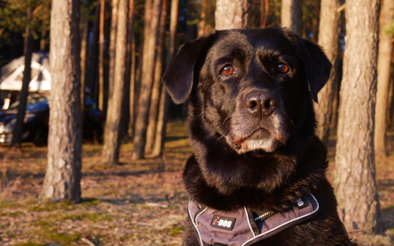 Jussi jest czarną labradorką. Jak prawdziwy labrador uwielbia pływać, dlatego latem można ją najczęściej spotkać nad Odrą. Jussi, jak na 11-letnią panią ma swoje przyzwyczajenia. Raz w tygodniu sprawdza, czy sklepy zoologiczne na Ołbinie trzymają poziom. Lubi też podgryzać trawę na bulwarach Piotra Włostowica. Bardzo podoba jej się leżenie pod Muzeum Narodowym i przyglądanie się przechodniom. Razem spacerujemy po górach (gdyby zbierała pieczątki, psioprzyjazną Koronę Gór Polski miałaby chyba zaliczoną) a latem pływa za mną na SUPie. 

Poza pływaniem Jussi uwielbia jeść, mieszkańcy Ołbina często widzą, jak wraca do domu ze spaceru z marchewką w pysku, gotowa do schrupania jej w domu.