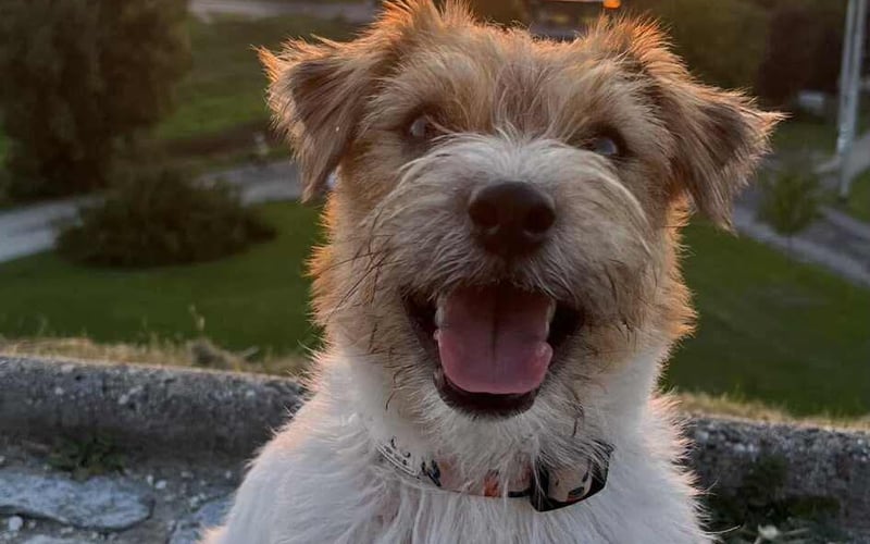  Poznajcie Rubi!  Śliczna, energiczna i zawsze gotowa do zabawy  Rubi to piesek rasy Jack Russell Terrier – mała, ale z ogromnym sercem i nieskończonym zapasem energii!  Uwielbia smaczki , kocha się bawić , ale najbardziej na świecie kocha grać w piłkę  Jeśli piłka się toczy – Rubi już tam biegnie!
