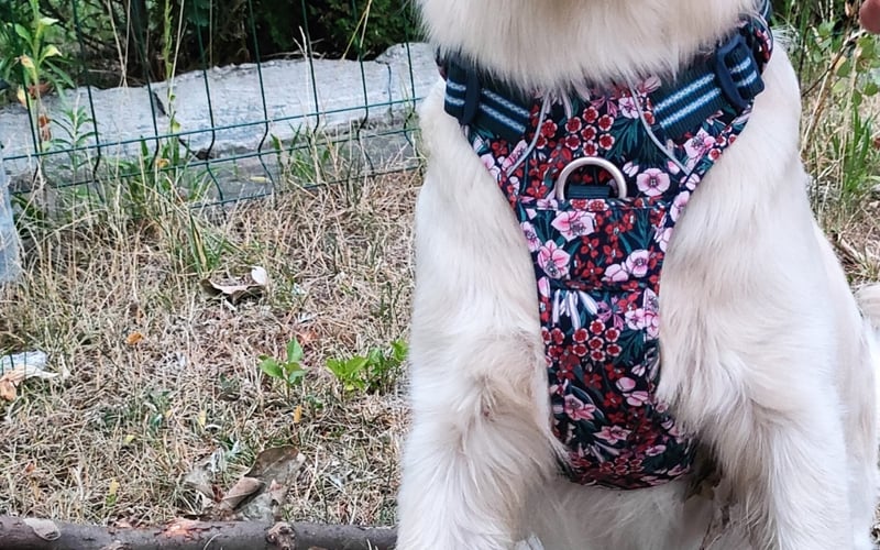 Chałka - wiecznie głodny pies rasy golden retriever z domieszką leniwca.