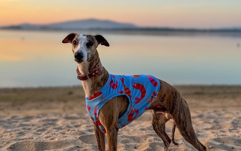 Pesto to zdecydowanie najmodniejszy Whippet we Wrocławiu. Uwielbia pozować, urodzony z niego model. W wolnym czasie uwielbia szaleństwa i bieganie ze starszym bratem Torcikiem.