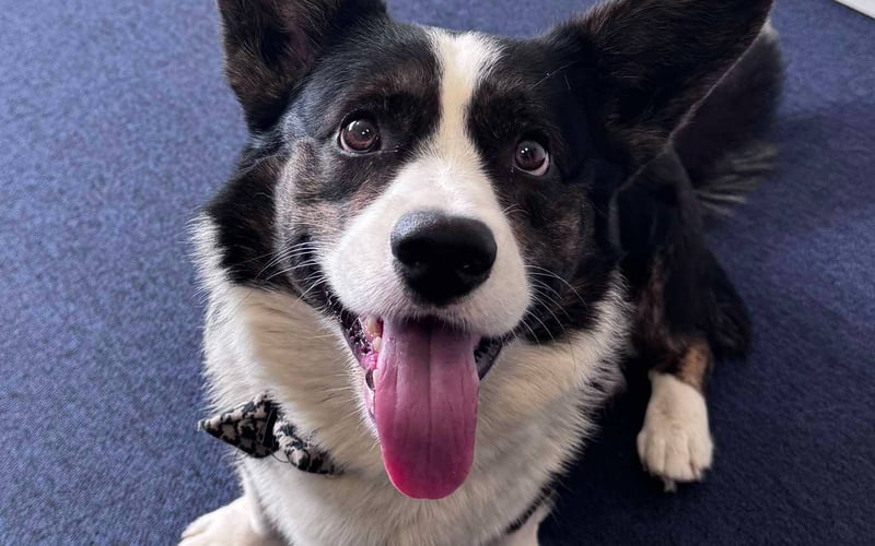 Tofu ma 3 lata i jest rasy Welsh Corgi Cardigan. Wrocławianie nazywają go PIĘKNY PIES :D