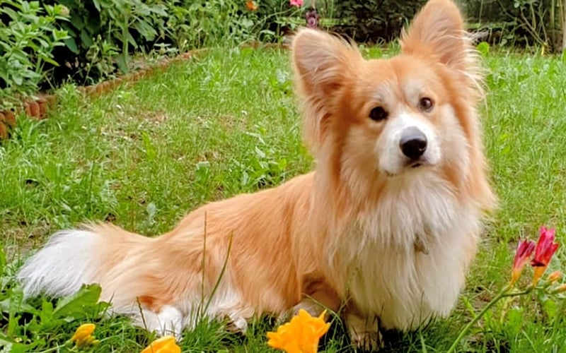 Klusek rasa Corgi Pembroke Fluffy. Łamacz serc z psindera, osiedlowy atencjusz, żebrak smakoszków, najlepszy Przyjaciel 