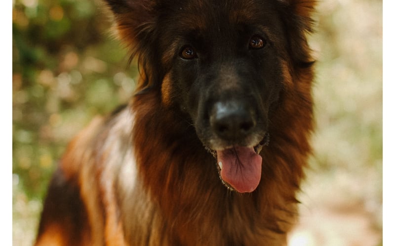 Niby Owczarek Niemiecki, a sercem i duchem domieszka Golden Retrievera i Labradora.
Dusza psiego towarzystwa - gabaryty i rasa są bez znaczenia, każdy psi towarzysz jest świetny do zabawy.
Fanatyczka gryzienia patyków, uciekania z piłeczką oraz psich zapasów.