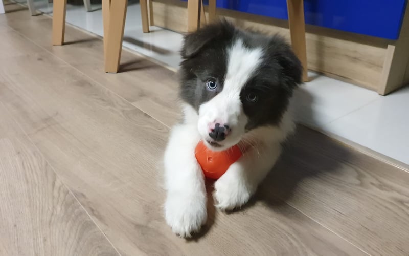 Juko to nie tylko border collie — to żywy wulkan energii, inteligencji i pasji. Jego spojrzenie przenika duszę, a ruchy są jak taniec z wiatrem. Zbudowany jak atleta, z lśniącą sierścią w odcieniach biało niebieskich, przyciąga wzrok każdego, kto choć raz zobaczy go w akcji.