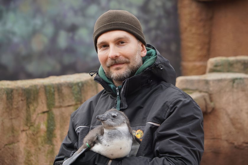 Paweł Borecki, doktorant UPWr, opiekun pingwin&oacute;w w zoo Wrocław z jednym ze swoich podopiecznych