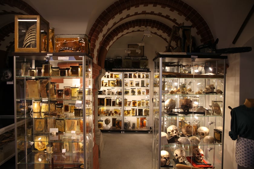 Muzeum Medycyny Sądowej we Wrocławiu, ekspozycja