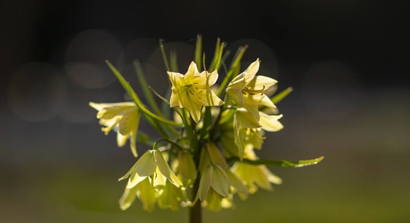 Na przełomie marca i kwietnia w Ogrodzie Botanicznym kwitnie wiele roślin.