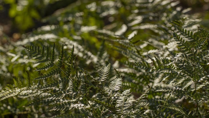 Na przełomie marca i kwietnia w Ogrodzie Botanicznym kwitnie wiele roślin.