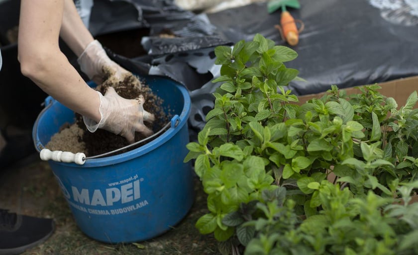 Dzień Odry 2022 Bulwar Dunikowskiego Wrocław