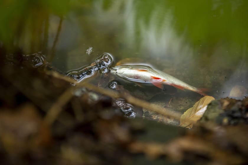 Katastrofa ekologiczna w parku Szczytnickim. Nie żyje mnóstwo ryb