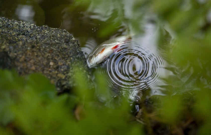 Katastrofa ekologiczna w parku Szczytnickim. Nie żyje mnóstwo ryb
