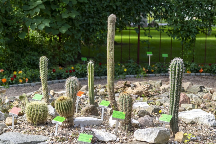 W Ogrodzie Botanicznym we Wrocławiu rośnie mnóstwo ciekawych roślin