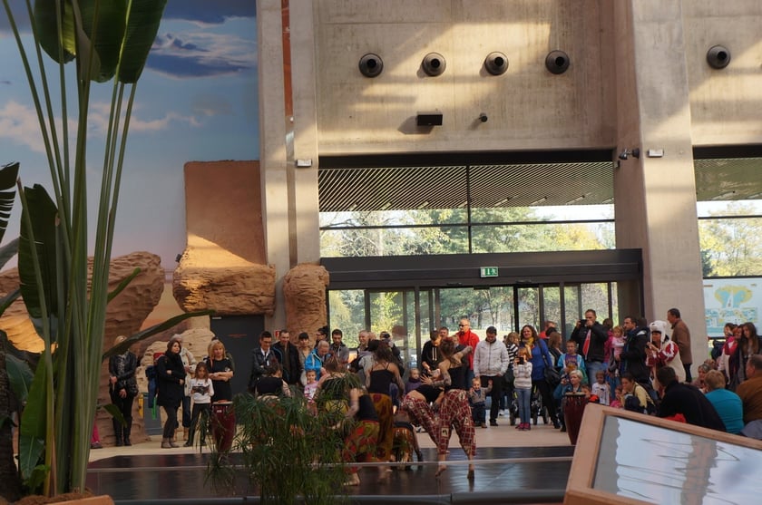 Budowa i otwarcie Afrykarium