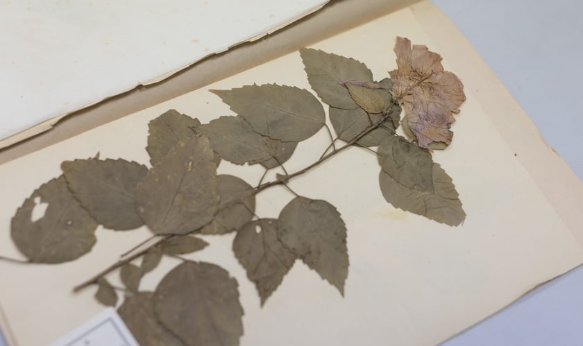 Herbarium. Muzeum Przyrodniczego Uniwersytetu Wrocławskiego