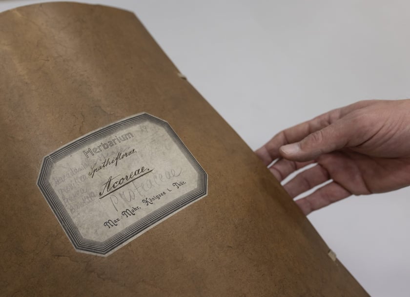 Herbarium. Muzeum Przyrodniczego Uniwersytetu Wrocławskiego