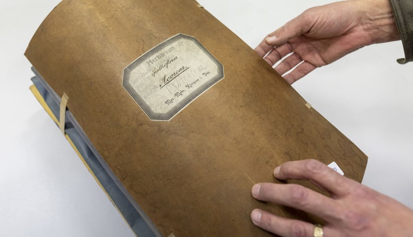 Herbarium. Muzeum Przyrodniczego Uniwersytetu Wrocławskiego