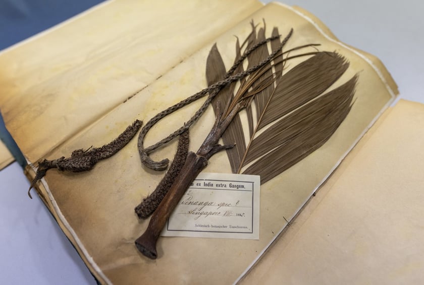 Herbarium. Muzeum Przyrodniczego Uniwersytetu Wrocławskiego