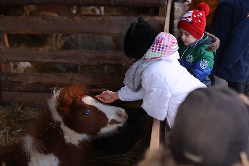 Żywa szopka przy kościele NMP Matki Bożej Pocieszenia na Wittigowie (Biskupin) przyciąga tłumy wrocławian. To bezpłatna atrakcja przede wszystkim dla rodzin z małymi dziećmi. Mogą tu pogłaskać kucyki, nakarmić owce i osiołki. Szopkę można odwiedzić do 8 stycznia.