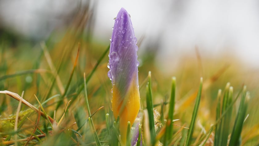 Krokus