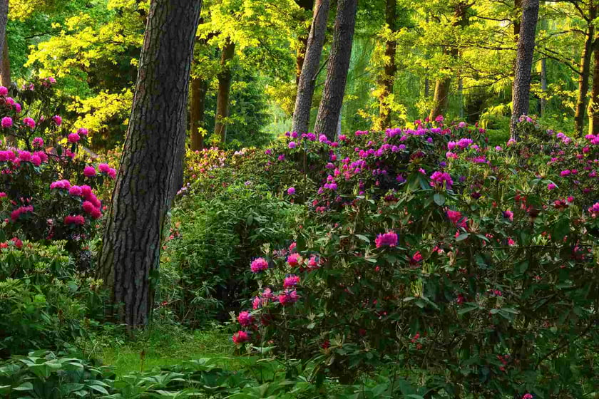 Arboretum Leśne