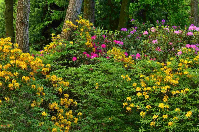 Arboretum Leśne