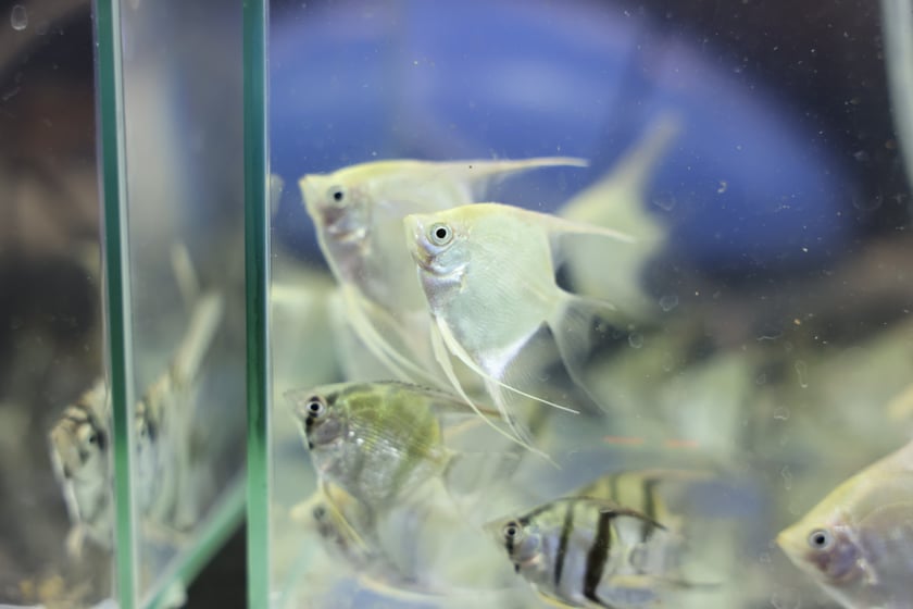 ZooEgzotyka, czyli Giełda Terrarystyczno-akwarystyczna w Hali Orbita
