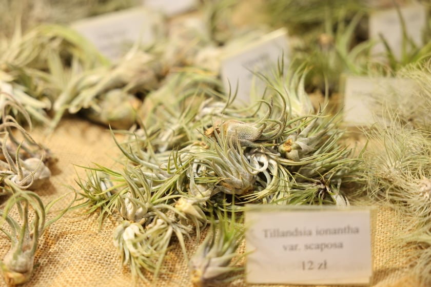 ZooEgzotyka, czyli Giełda Terrarystyczno-akwarystyczna w Hali Orbita