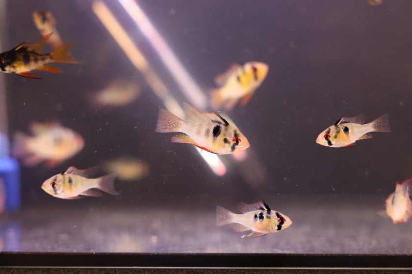 ZooEgzotyka, czyli Giełda Terrarystyczno-akwarystyczna w Hali Orbita