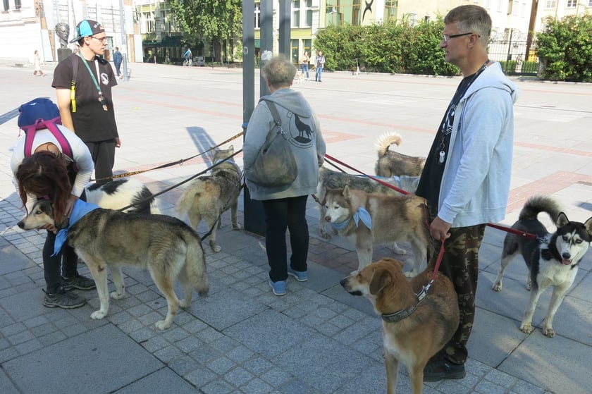 V Parada Ps&oacute;w Wrocławskich przeszła ulicami miasta na Wyspę Słodową&nbsp;