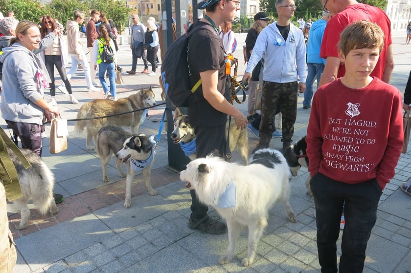 V Parada Ps&oacute;w Wrocławskich przeszła ulicami miasta na Wyspę Słodową&nbsp;