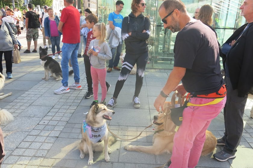 V Parada Ps&oacute;w Wrocławskich przeszła ulicami miasta na Wyspę Słodową&nbsp;