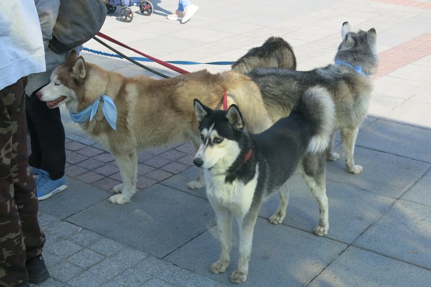 V Parada Ps&oacute;w Wrocławskich przeszła ulicami miasta na Wyspę Słodową&nbsp;