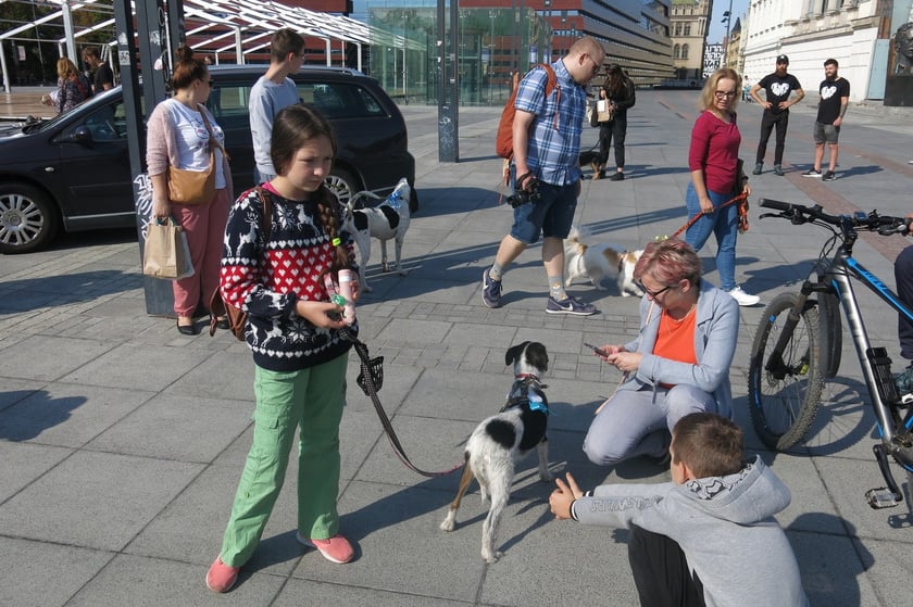 V Parada Ps&oacute;w Wrocławskich przeszła ulicami miasta na Wyspę Słodową&nbsp;
