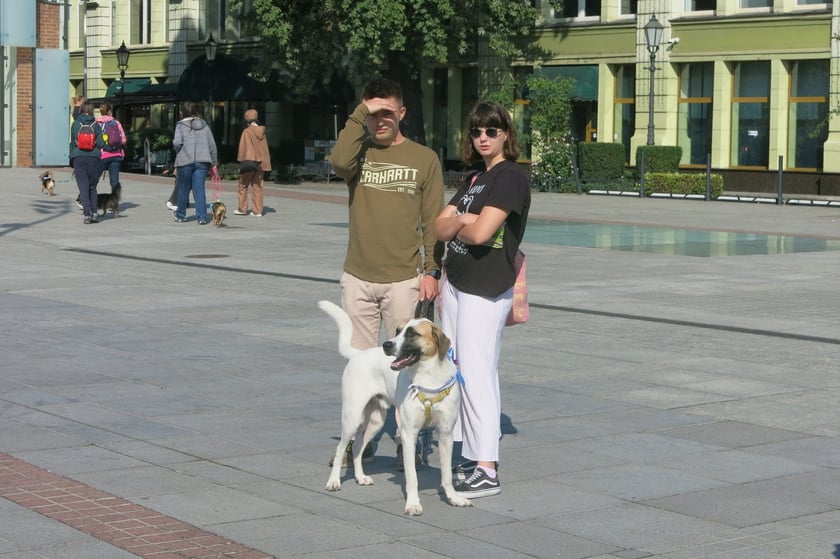 V Parada Ps&oacute;w Wrocławskich przeszła ulicami miasta na Wyspę Słodową&nbsp;