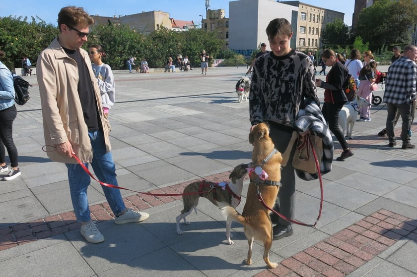 V Parada Ps&oacute;w Wrocławskich przeszła ulicami miasta na Wyspę Słodową&nbsp;
