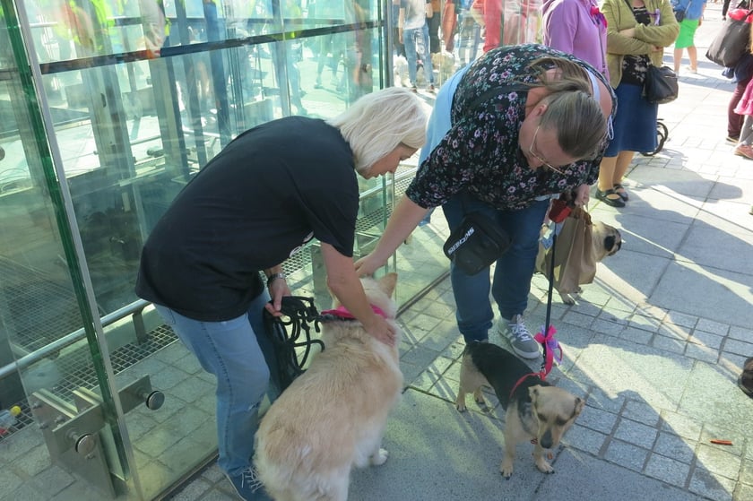 V Parada Ps&oacute;w Wrocławskich przeszła ulicami miasta na Wyspę Słodową&nbsp;