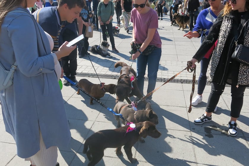 V Parada Ps&oacute;w Wrocławskich przeszła ulicami miasta na Wyspę Słodową&nbsp;