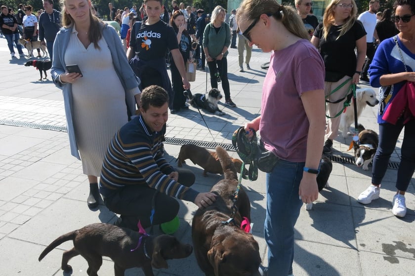 V Parada Ps&oacute;w Wrocławskich przeszła ulicami miasta na Wyspę Słodową&nbsp;