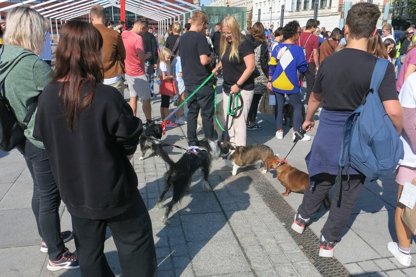 V Parada Ps&oacute;w Wrocławskich przeszła ulicami miasta na Wyspę Słodową&nbsp;