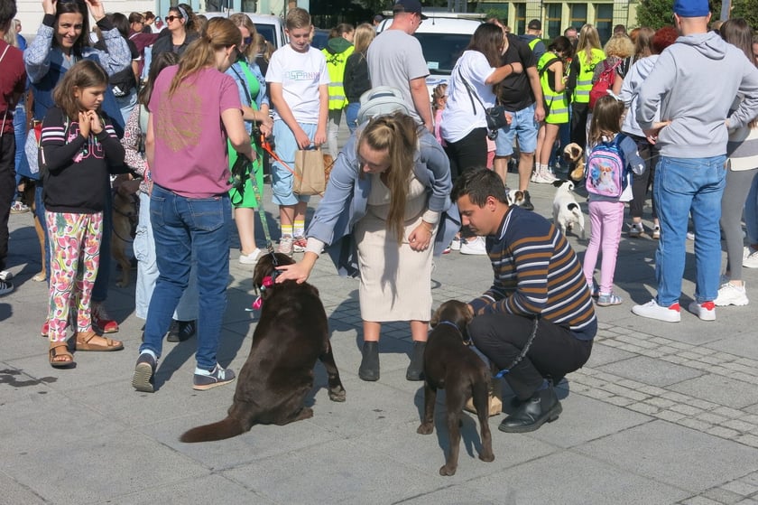 V Parada Ps&oacute;w Wrocławskich przeszła ulicami miasta na Wyspę Słodową&nbsp;