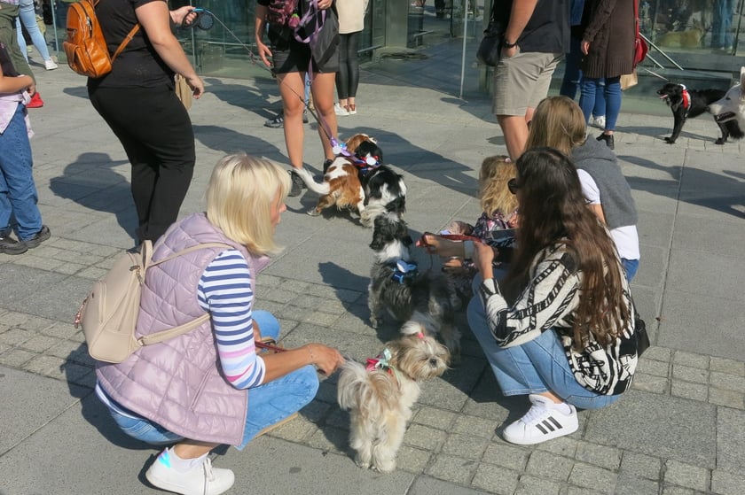 V Parada Ps&oacute;w Wrocławskich przeszła ulicami miasta na Wyspę Słodową&nbsp;