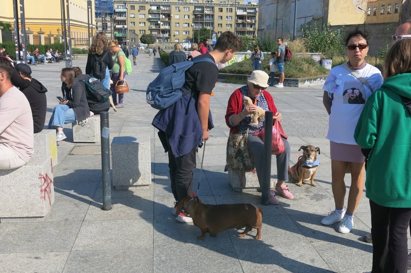 V Parada Ps&oacute;w Wrocławskich przeszła ulicami miasta na Wyspę Słodową&nbsp;