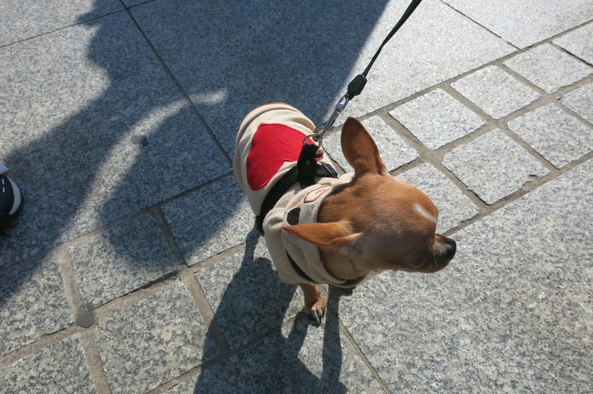 V Parada Ps&oacute;w Wrocławskich przeszła ulicami miasta na Wyspę Słodową&nbsp;